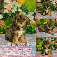 Caius, a male Cavapoo for sale in Fordland, MO – 7 of 7