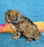 Oberyn, a male Cavapoo for sale in Fordland, MO – 5 of 9