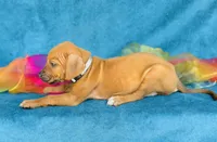 Kioni, a female Rhodesian Ridgeback for sale in Fordland, MO – 2 of 8