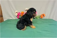 Zenith, a female Cavapoo for sale in Fordland, MO – 2 of 7