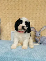 Tom, a male Cavapoo and Poodle - Miniature  for sale in Fordland, MO – 1 of 8