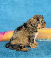 Caius, a male Cavapoo for sale in Fordland, MO – 3 of 7