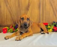 Wade, a male Rhodesian Ridgeback for sale in Fordland, MO – 3 of 9