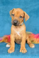 Zuri, a female Rhodesian Ridgeback for sale in Fordland, MO – 4 of 10