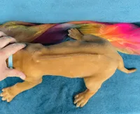 Zuri, a female Rhodesian Ridgeback for sale in Fordland, MO – 7 of 10