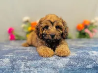 Sierra, a female Cavapoo for sale in Fordland, MO – 2 of 7