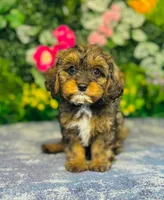 Oberyn, a male Cavapoo for sale in Fordland, MO – 8 of 9