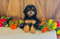 Zenith, a female Cavapoo for sale in Fordland, MO – 7 of 7