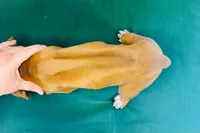 Jewel, a female Rhodesian Ridgeback for sale in Fordland, MO – 6 of 8