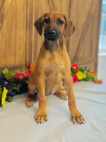 Della, a female Rhodesian Ridgeback for sale in Fordland, MO – 8 of 8