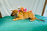 Della, a female Rhodesian Ridgeback for sale in Fordland, MO – 4 of 8