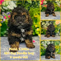 Plaid, a male Poodle - Toy  for sale in Fordland, MO – 2 of 8