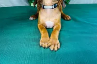 Duchess, a female Rhodesian Ridgeback for sale in Fordland, MO – 6 of 8