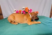 Della, a female Rhodesian Ridgeback for sale in Fordland, MO – 3 of 8