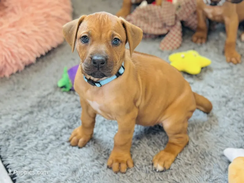 Zuri – Rhodesian Ridgeback puppy for sale in Fordland, MO
