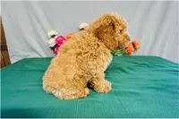 Cascade, a female Cavapoo for sale in Fordland, MO – 4 of 9