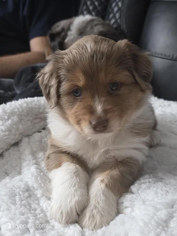 Midnight – Miniature Australian Shepherd puppy on hold in Omaha, NE