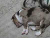 Midnight, a male Miniature American Shepherd for sale in Omaha, NE – Photo 4 of 4