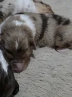 Midnight, a male Miniature American Shepherd for sale in Omaha, NE – Photo 3 of 4