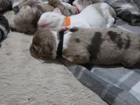 Midnight, a male Miniature American Shepherd for sale in Omaha, NE – Photo 2 of 4