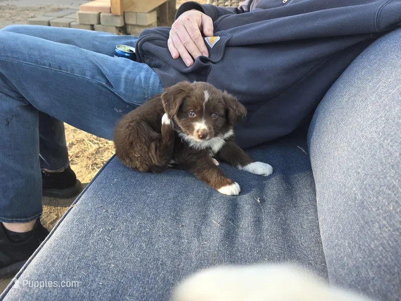 Mocha – Miniature Australian Shepherd puppy for sale in Omaha, NE
