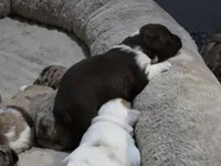 Mocha, a male Miniature American Shepherd for sale in Omaha, NE – Photo 3 of 4