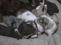 Mocha, a male Miniature American Shepherd for sale in Omaha, NE – Photo 2 of 4