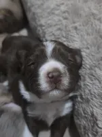 Mocha, a male Miniature American Shepherd for sale in Omaha, NE – Photo 4 of 4