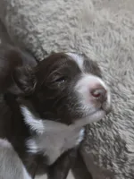 Mocha, a male Miniature American Shepherd for sale in Omaha, NE – Photo 1 of 4