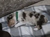 Forest, a male Miniature American Shepherd for sale in Omaha, NE – Photo 4 of 5