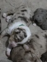 Forest, a male Miniature American Shepherd for sale in Omaha, NE – Photo 3 of 5