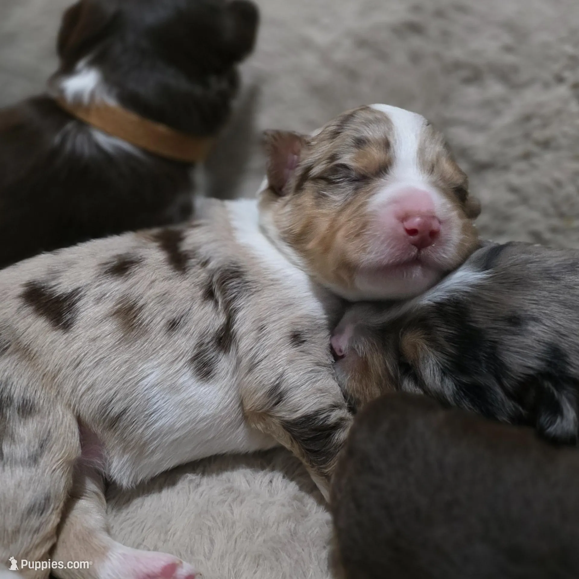 Forest, a male Miniature American Shepherd for sale in Omaha, NE – Photo 2 of 5