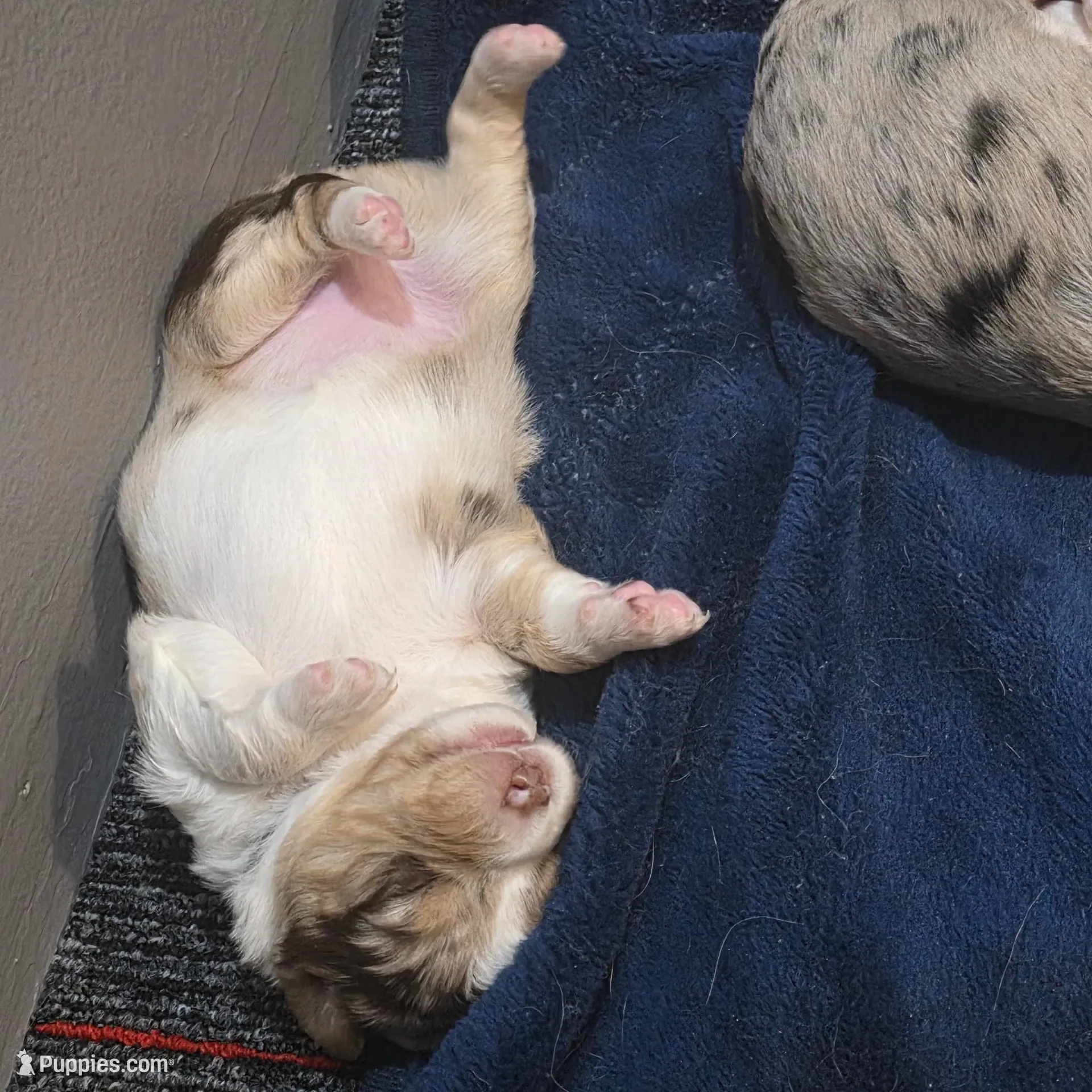 Forest, a male Miniature American Shepherd for sale in Omaha, NE – Photo 5 of 5
