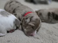 Ruby, a female Miniature American Shepherd for sale in Omaha, NE – Photo 1 of 3
