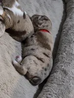 Ruby, a female Miniature American Shepherd for sale in Omaha, NE – Photo 3 of 3