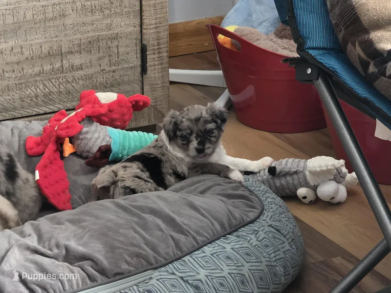 Bluey – Miniature Australian Shepherd puppy for sale in Omaha, NE