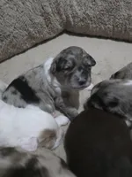 Bluey, a male Miniature American Shepherd for sale in Omaha, NE – Photo 2 of 2