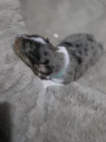 Sky, a male Miniature American Shepherd for sale in Omaha, NE – Photo 4 of 5