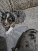 Sky, a male Miniature American Shepherd for sale in Omaha, NE – Photo 3 of 5