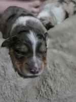 Sky, a male Miniature American Shepherd for sale in Omaha, NE – Photo 5 of 5