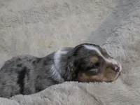 Sky, a male Miniature American Shepherd for sale in Omaha, NE – Photo 1 of 5