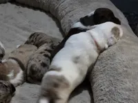 Tango, a male Miniature American Shepherd for sale in Omaha, NE – Photo 2 of 5