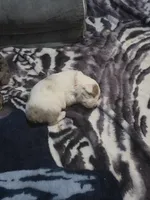 Tango, a male Miniature American Shepherd for sale in Omaha, NE – Photo 4 of 5