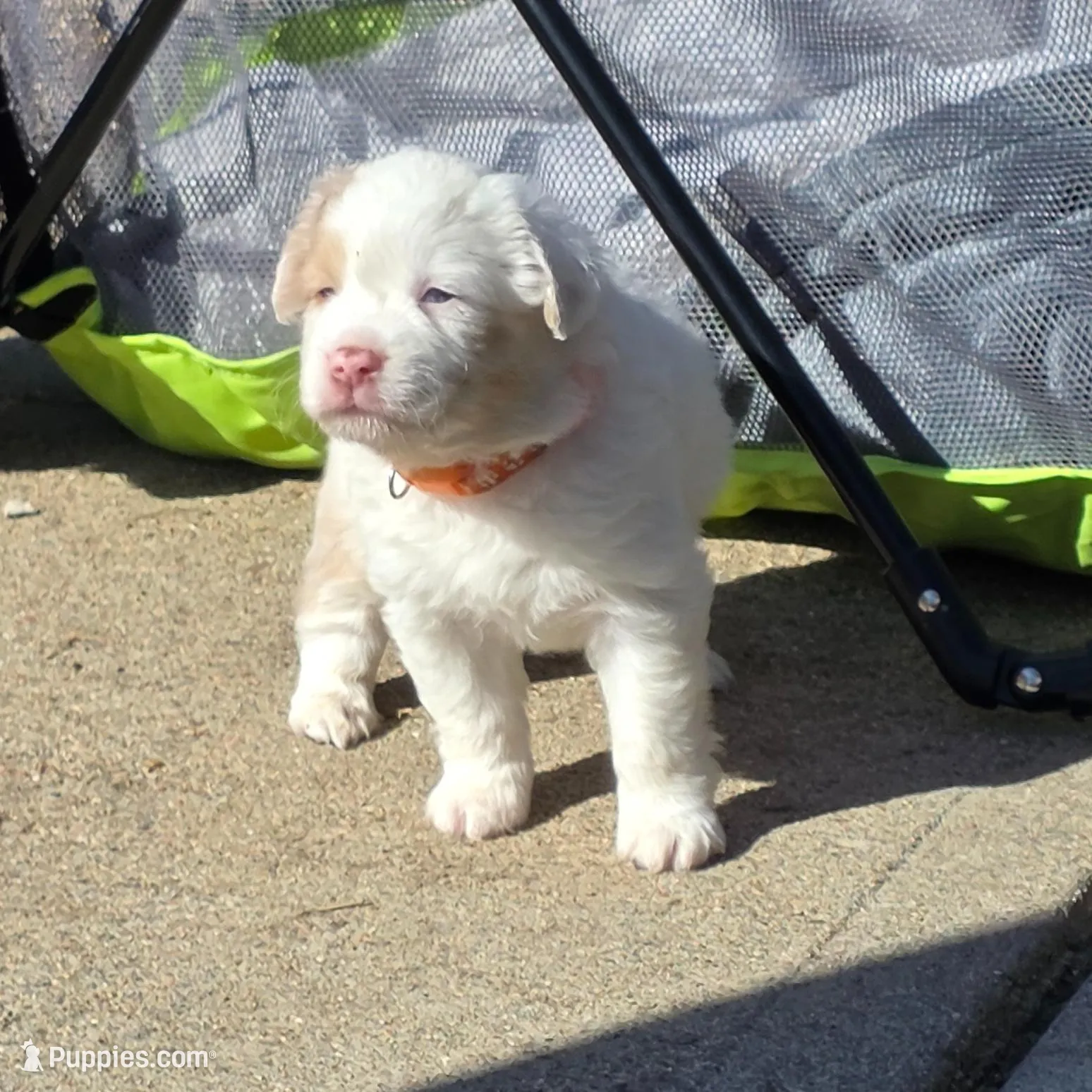Tango – Miniature Australian Shepherd puppy for sale in Omaha, NE