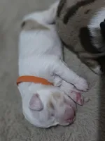 Tango, a male Miniature American Shepherd for sale in Omaha, NE – Photo 5 of 5