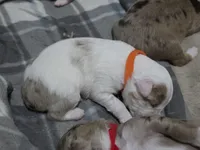 Tango, a male Miniature American Shepherd for sale in Omaha, NE – Photo 1 of 5