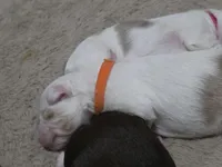 Tango, a male Miniature American Shepherd for sale in Omaha, NE – Photo 3 of 5