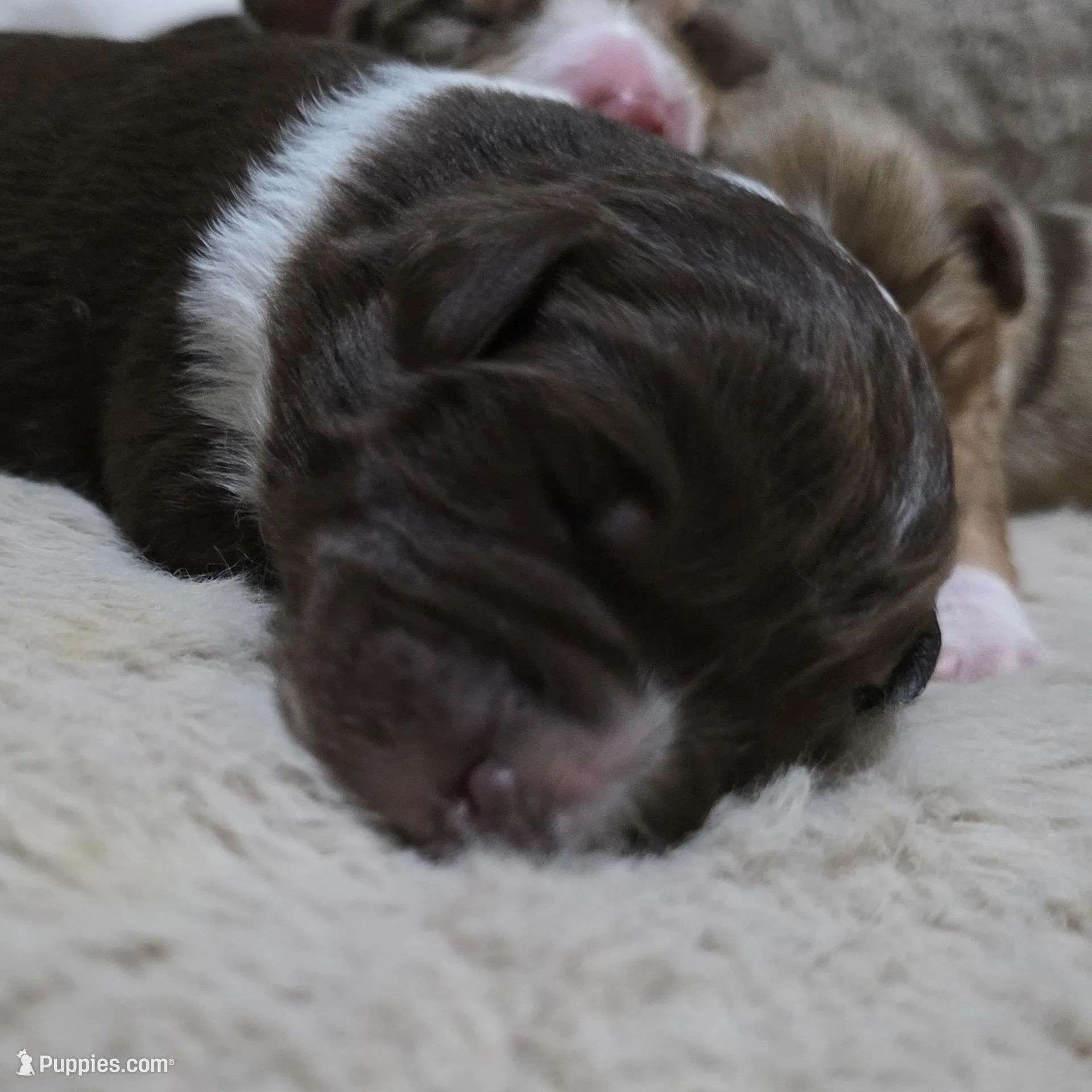 Violet, a female Miniature American Shepherd for sale in Omaha, NE – Photo 2 of 2