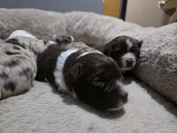 Violet, a female Miniature American Shepherd for sale in Omaha, NE – Photo 1 of 2