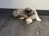 Sky, a male Miniature Australian Shepherd for sale in Omaha, NE – Photo 4 of 5